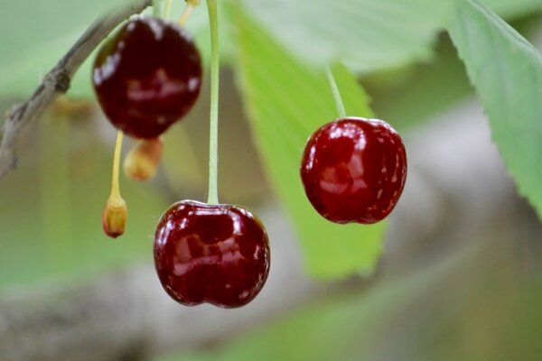 Food berry cherry fruit