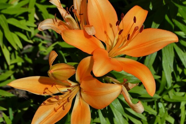 Lily es una flor de belleza increíble