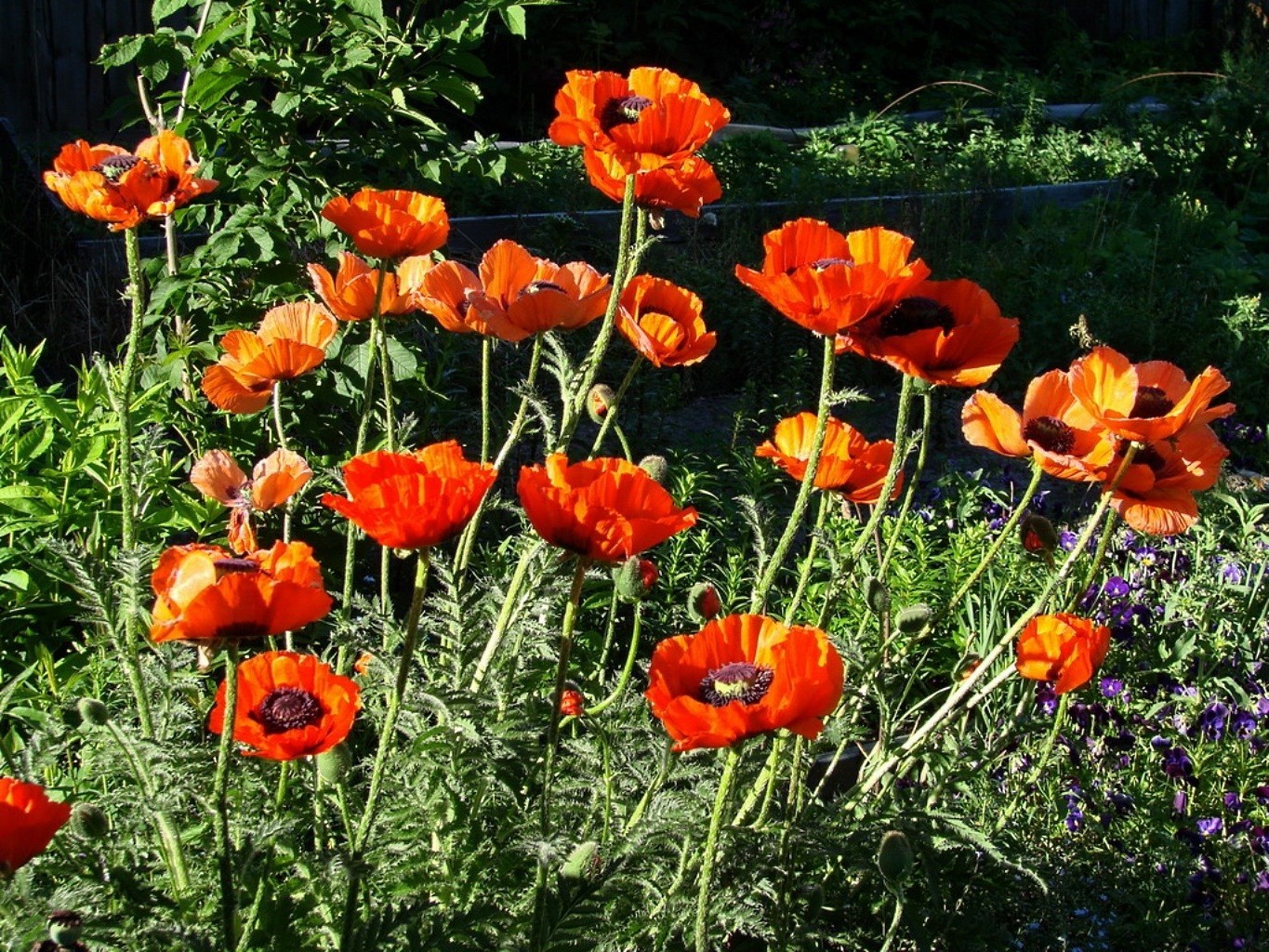 flowers flower flora nature poppy summer garden leaf floral petal field season bright blooming outdoors color growth fair weather grass hayfield vibrant