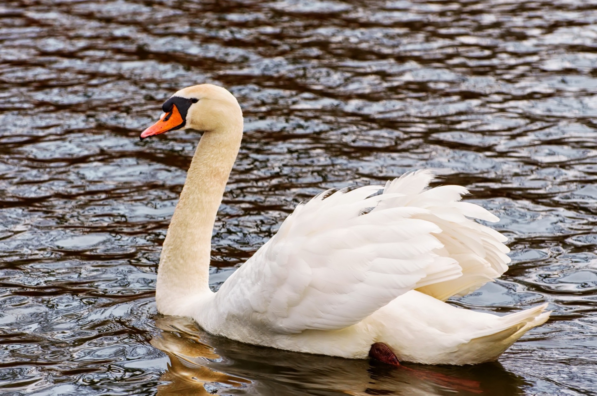 tiere vogel wasservögel schwan ente wasser schwimmbad see vögel tierwelt feder natur gans schnabel tier im freien schwimmen hals