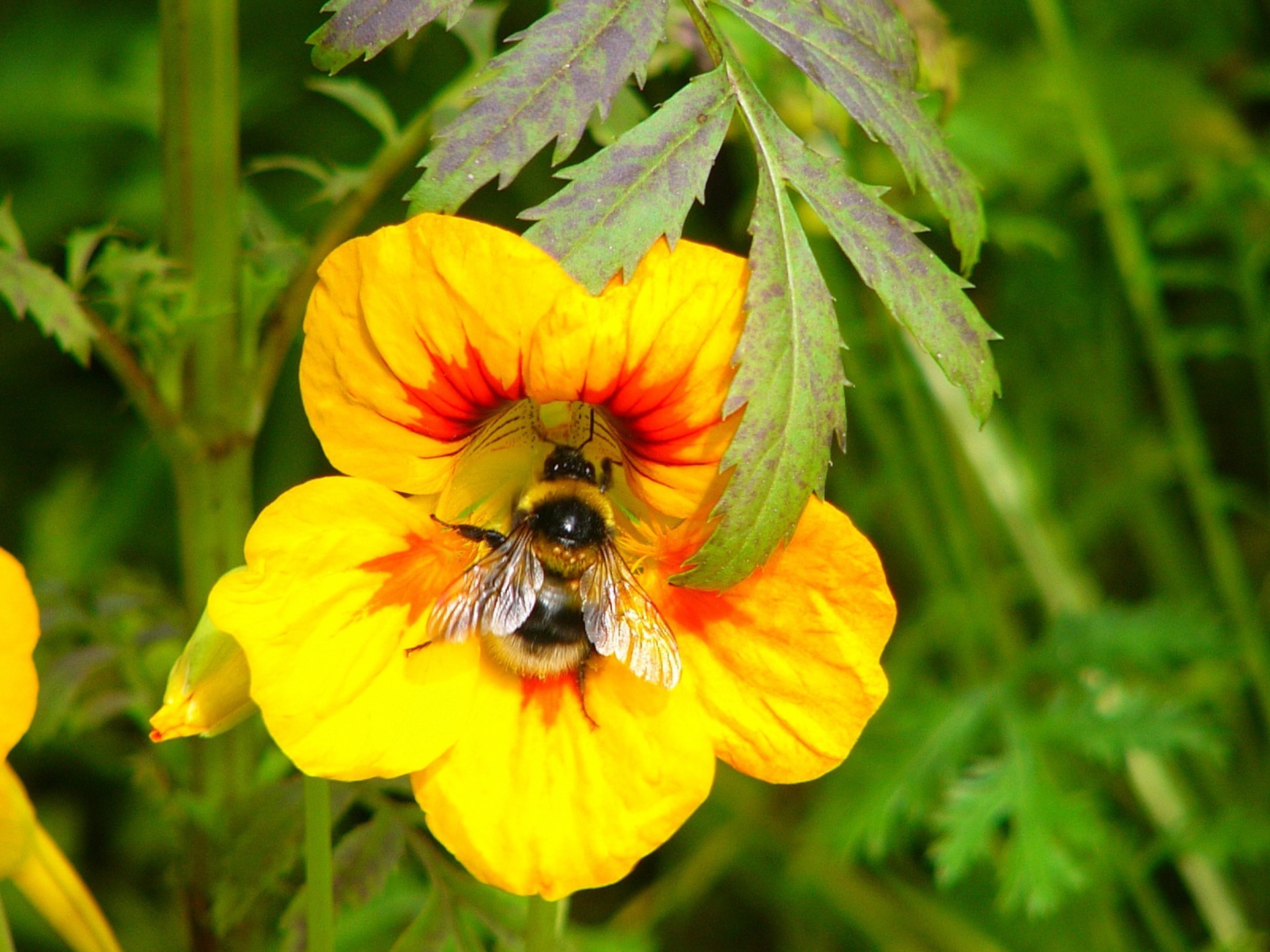 flores naturaleza flor flora jardín abeja verano hoja insecto polen color campo primer plano salvaje al aire libre floral miel hierba floración heno