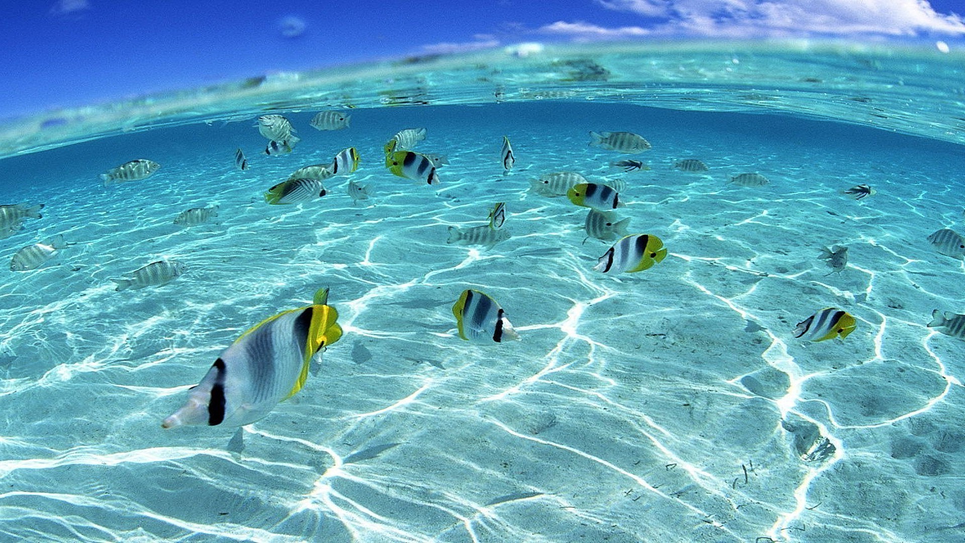 animaux sous-marin eau océan natation mer tropical snorkeling vacances voyage plongée poissons loisirs turquoise loisirs nature corail été beau temps sable