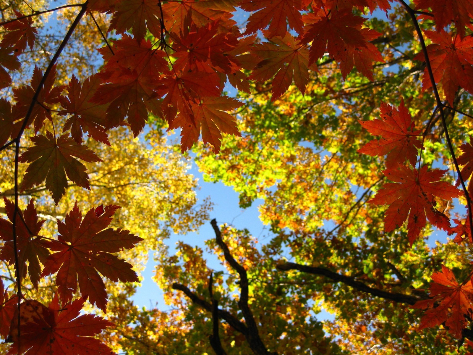 leaves leaf fall maple nature tree season bright outdoors wood fair weather color flora sun branch lush park