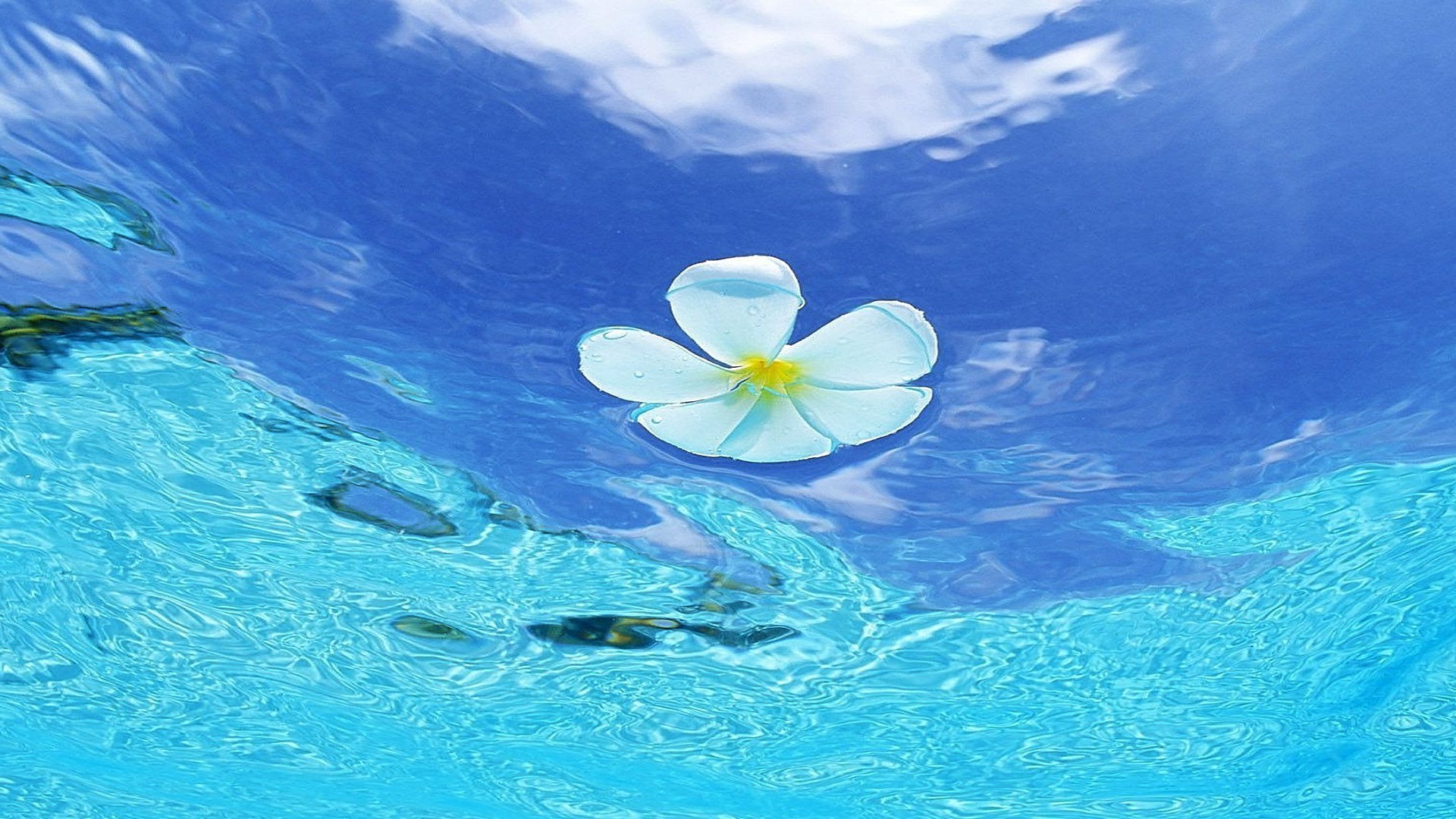 fiori in acqua acqua natura tropicale oceano viaggi estate nuoto turchese bel tempo cielo mare