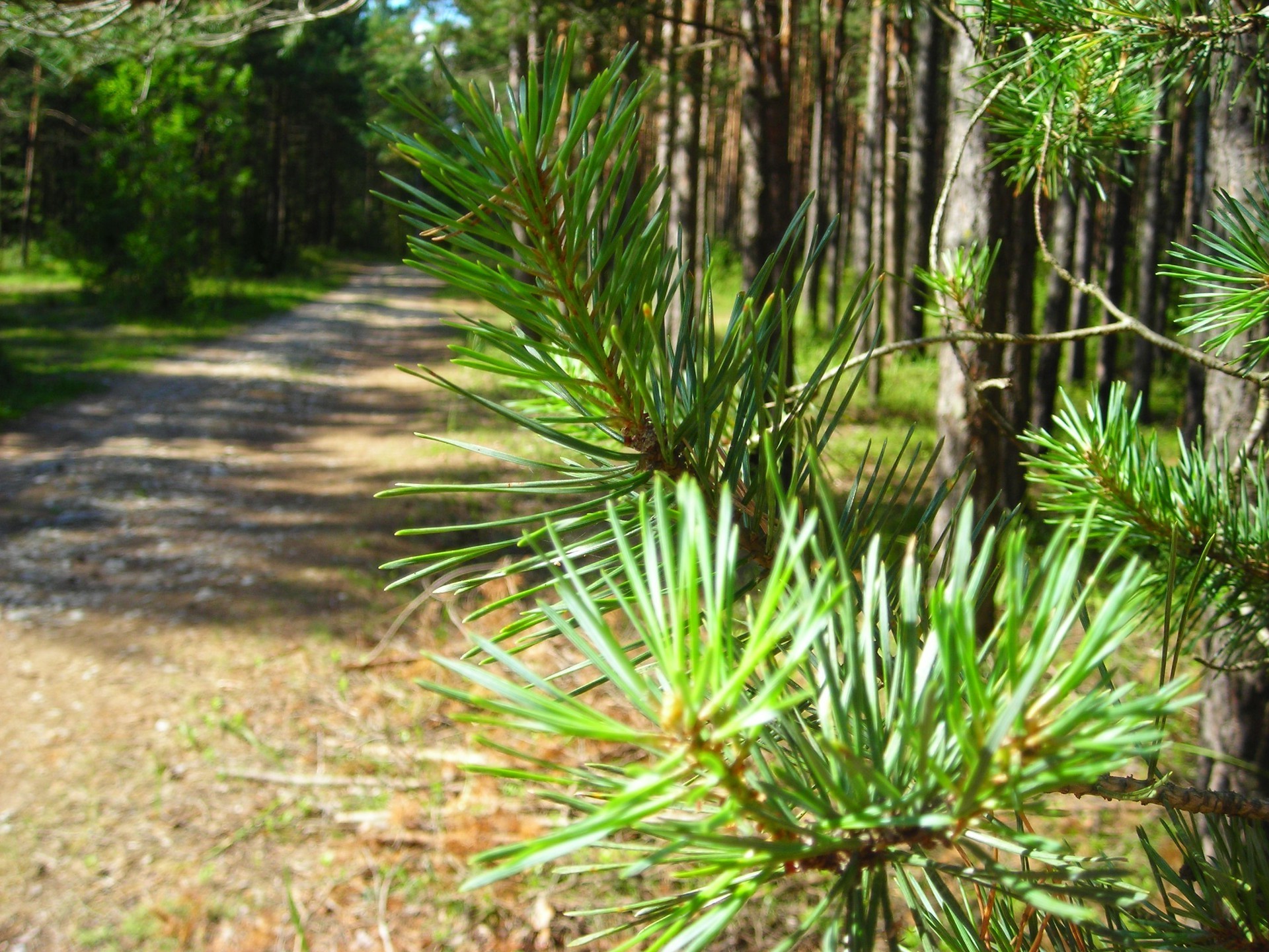 été arbre nature flore à l extérieur feuille bois environnement parc jardin herbe luxuriante paysage croissance branche tropical evergreen couleur pluie