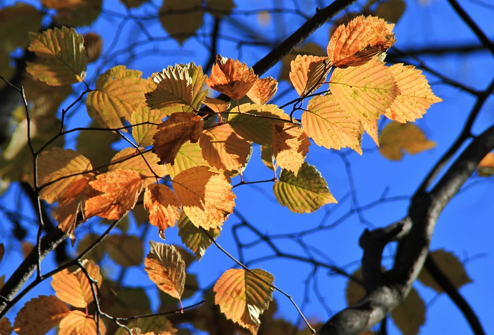 feuilles feuille automne nature en plein air lumineux arbre beau temps branche saison flore parc érable couleur croissance soleil