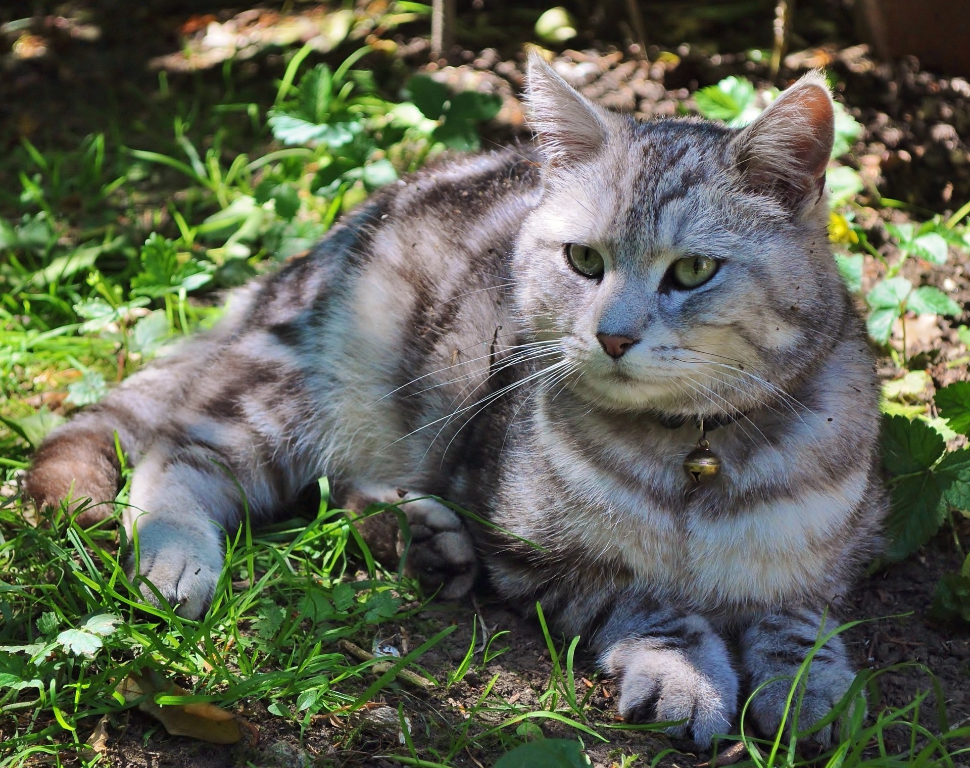 chat chat animal chaton mignon animal domestique fourrure portrait mammifère oeil tabby jeune nature moustache moelleux cheveux adorable aperçu gris herbe