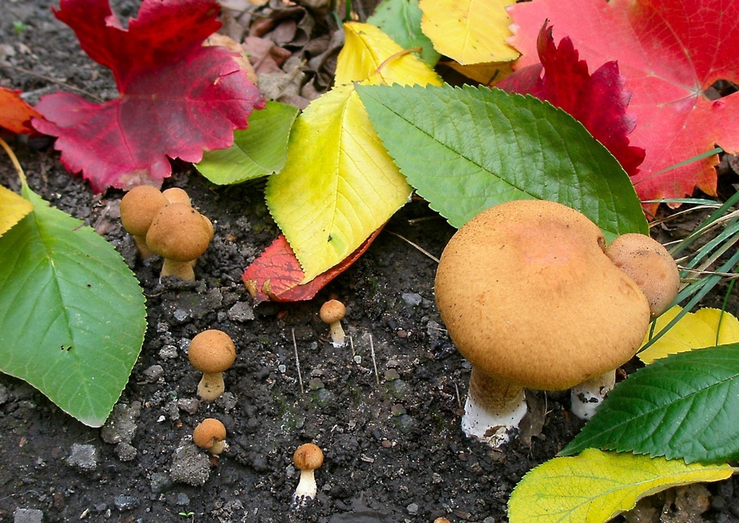 champignons feuille automne nature flore nourriture saison croissance pâturage en bonne santé couleur gros plan bureau fruits été à l extérieur bois