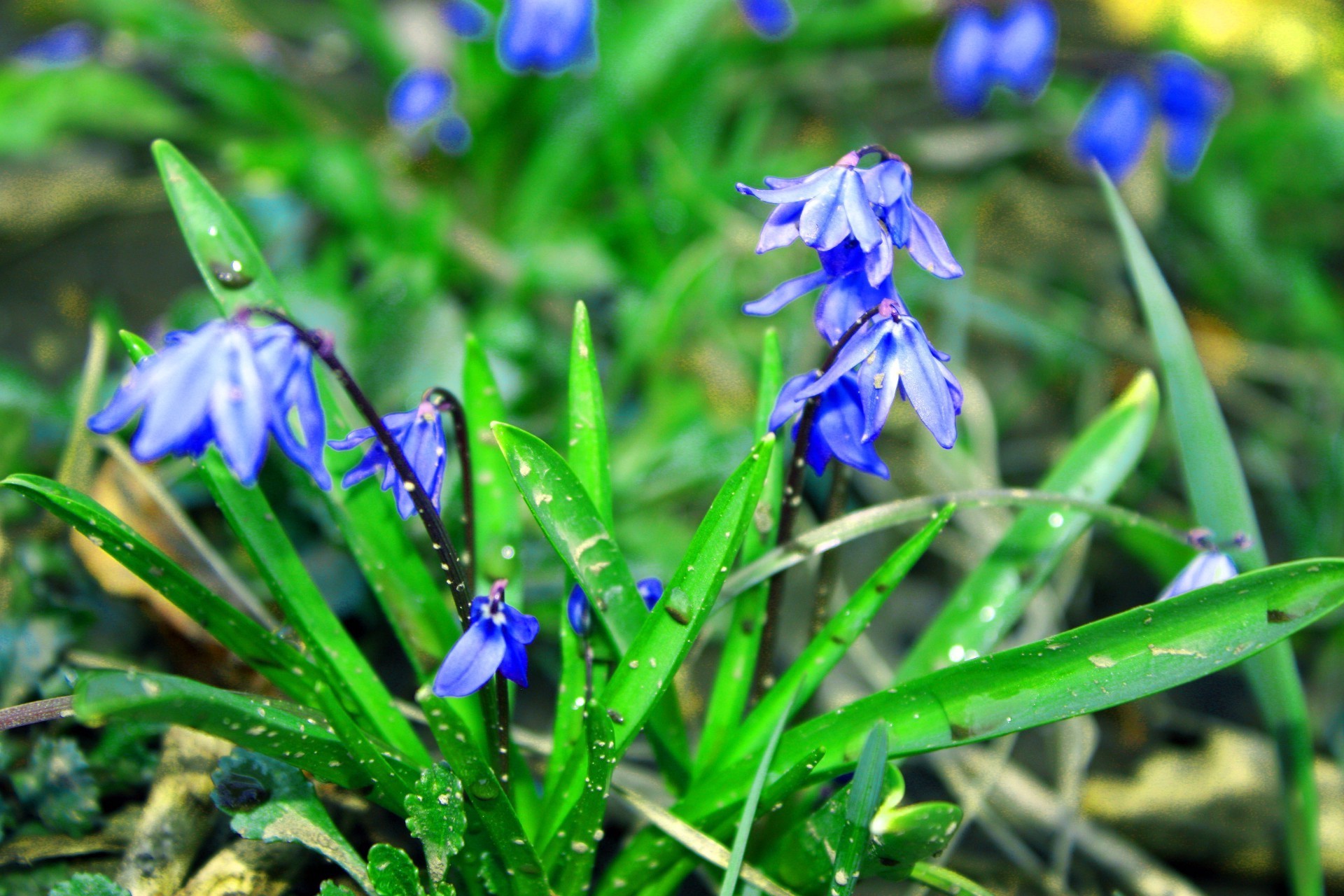 flowers nature flower garden flora leaf grass season park blooming floral petal close-up hayfield summer outdoors color bulb wild field