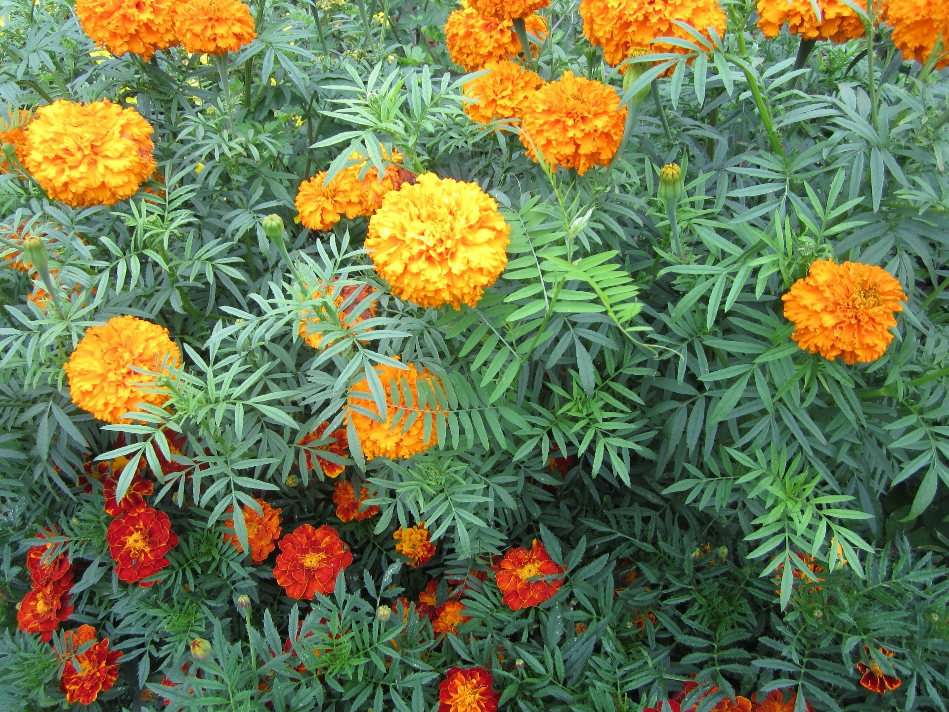 flowers flower flora floral nature leaf garden summer marigold decoration bright color bouquet vibrant cluster season growth petal