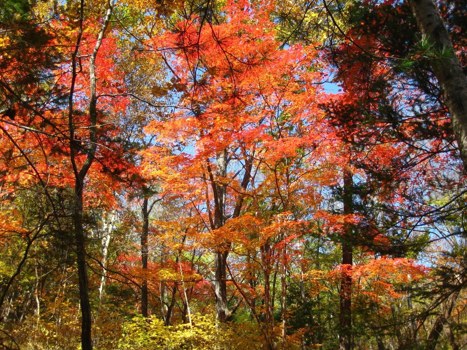 autumn fall leaf tree nature wood park maple season landscape branch outdoors color gold scene scenery environment scenic flora bright