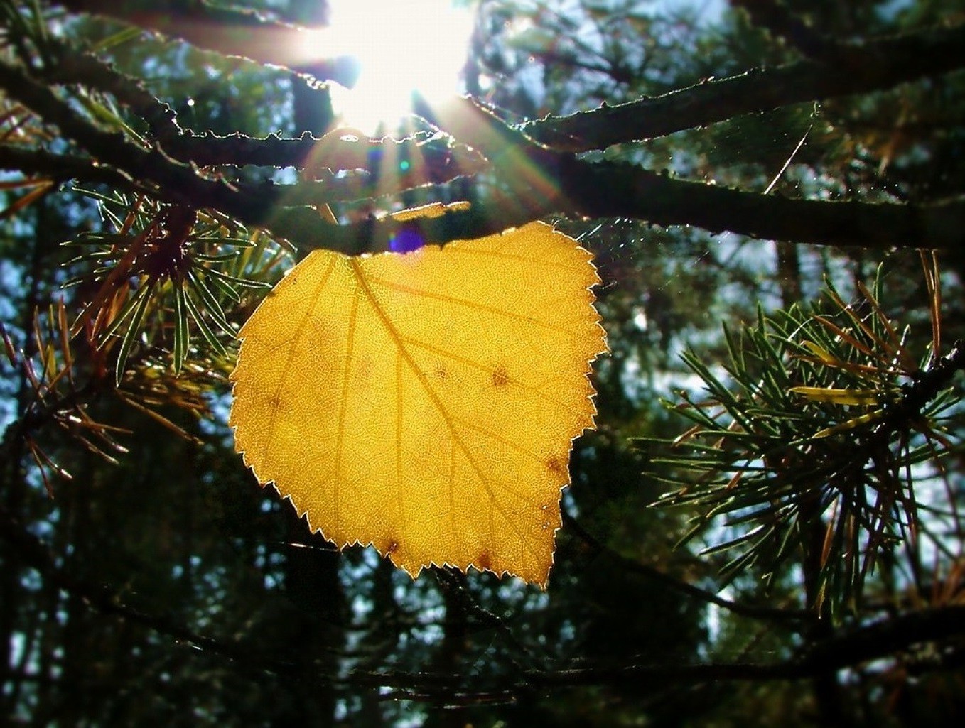 leaves tree winter christmas branch leaf fall season nature outdoors pine wood evergreen bright light gold color shining celebration conifer