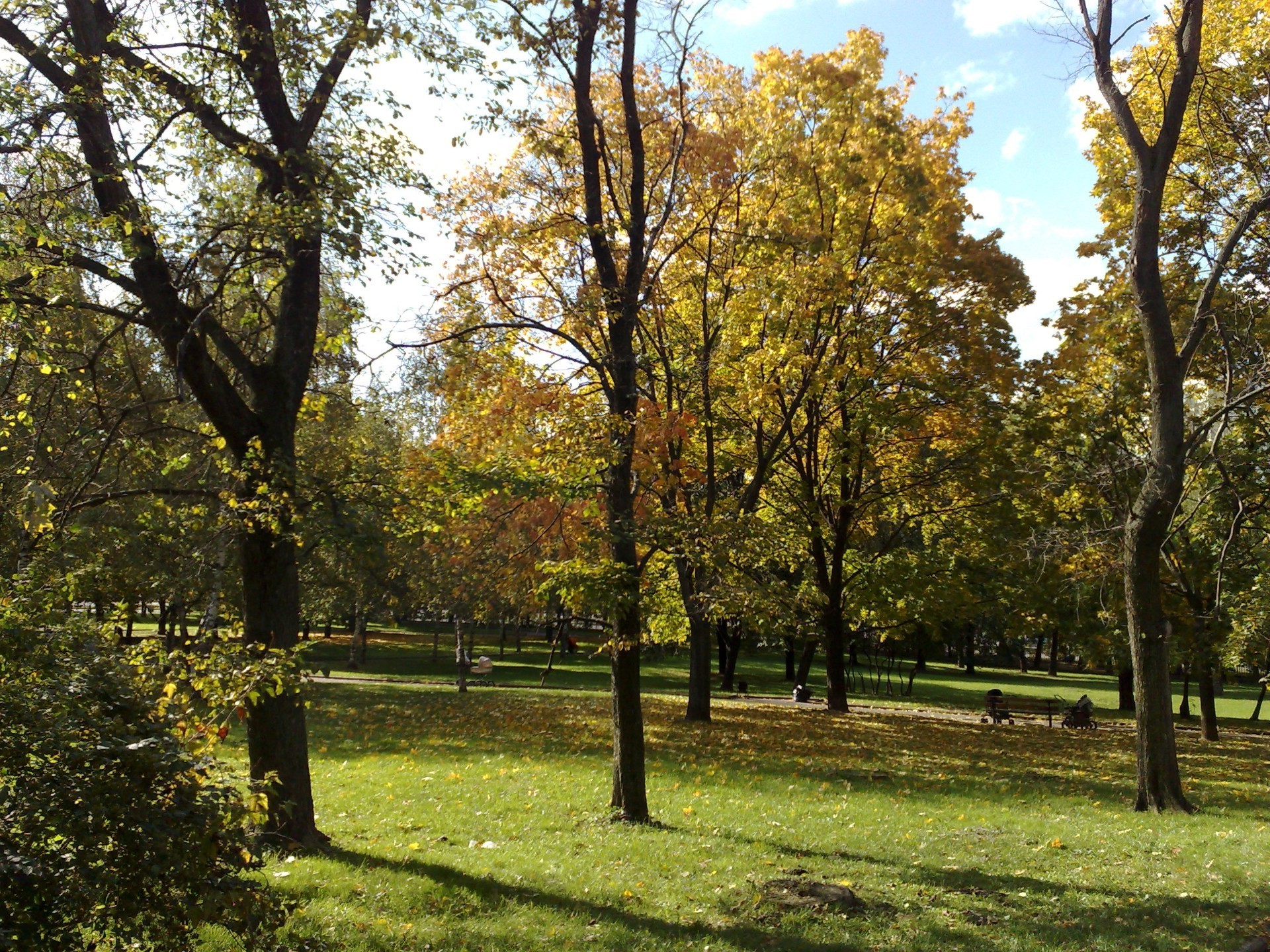 parki jesień drzewo liść natura park krajobraz sezon drewno dobra pogoda wiejskie bujne wiejskie malownicze na zewnątrz trawa słońce jasne oddział przewodnik