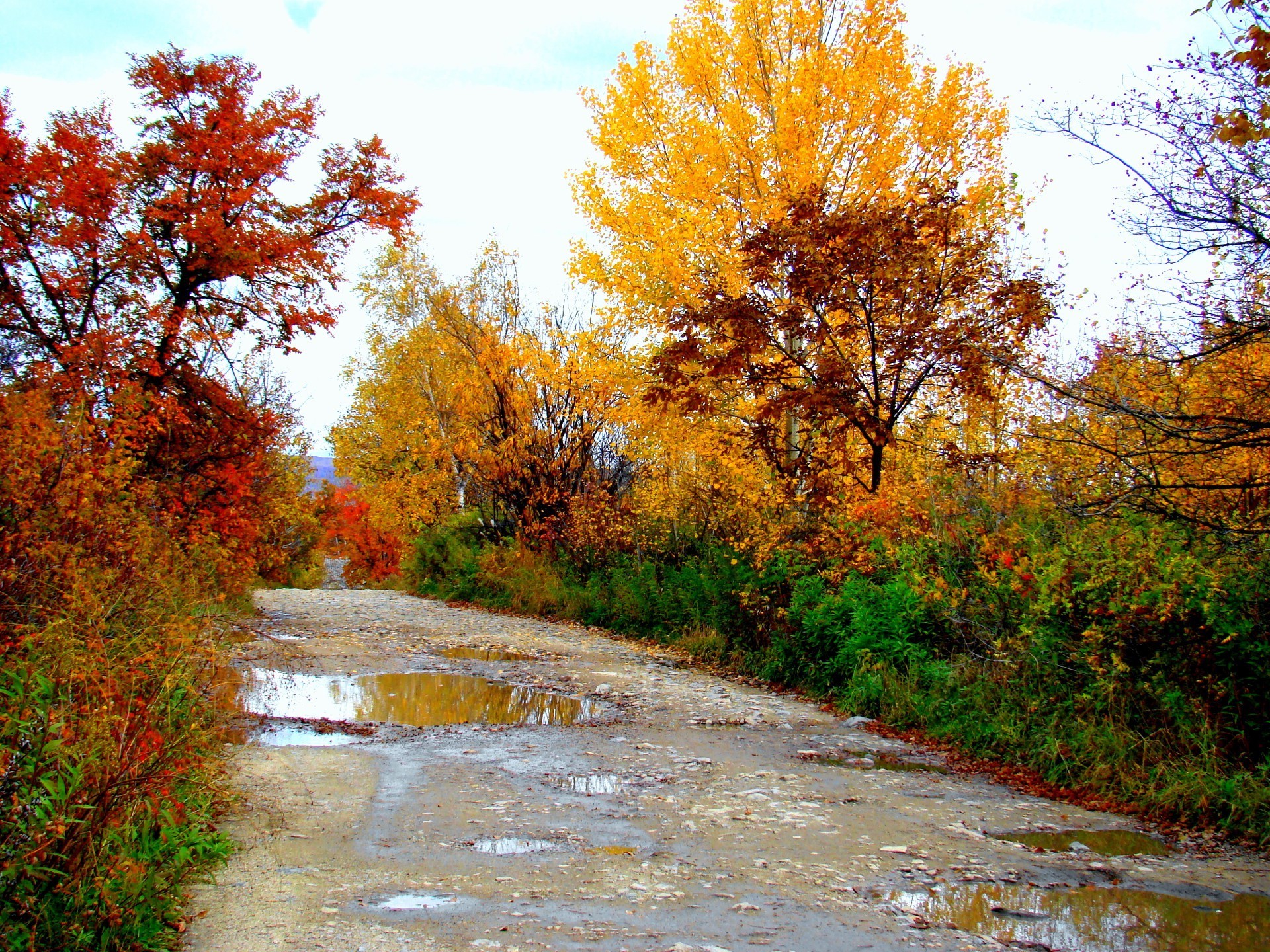 autumn fall leaf tree landscape maple nature wood season park scenic environment outdoors branch guidance scenery scene rural