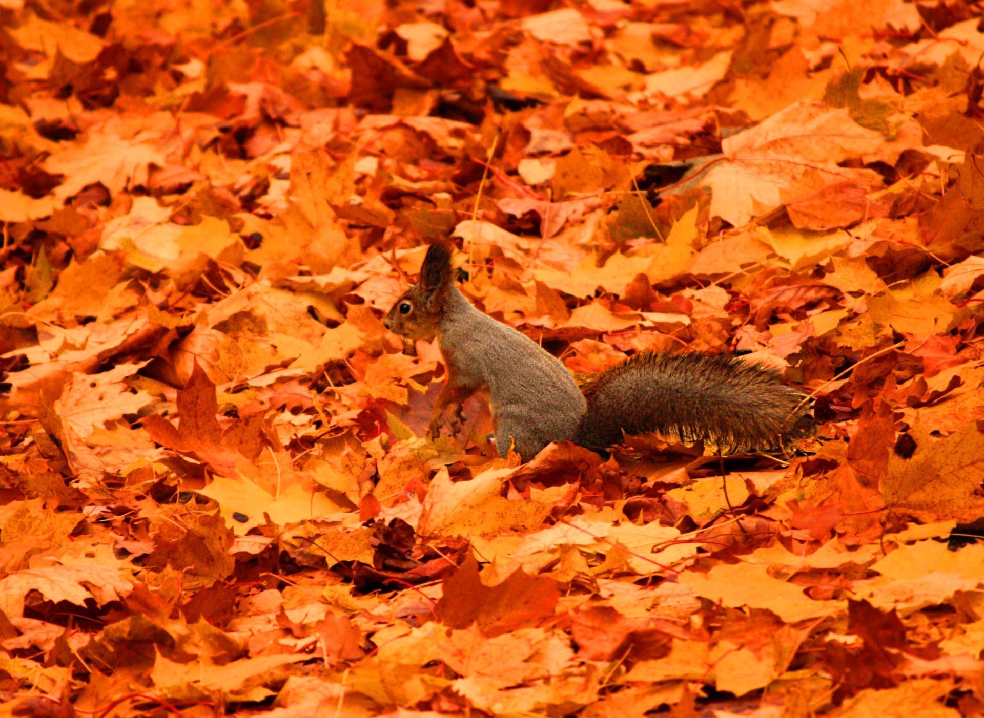 leaves fall leaf maple tree park nature outdoors wood gold color environment desktop