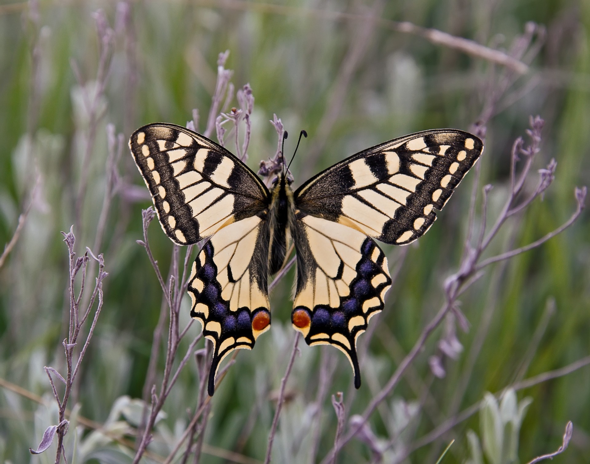 animals butterfly insect nature wing lepidoptera wildlife monarch outdoors summer delicate animal entomology flower moth invertebrate antenna fly metamorphosis flight