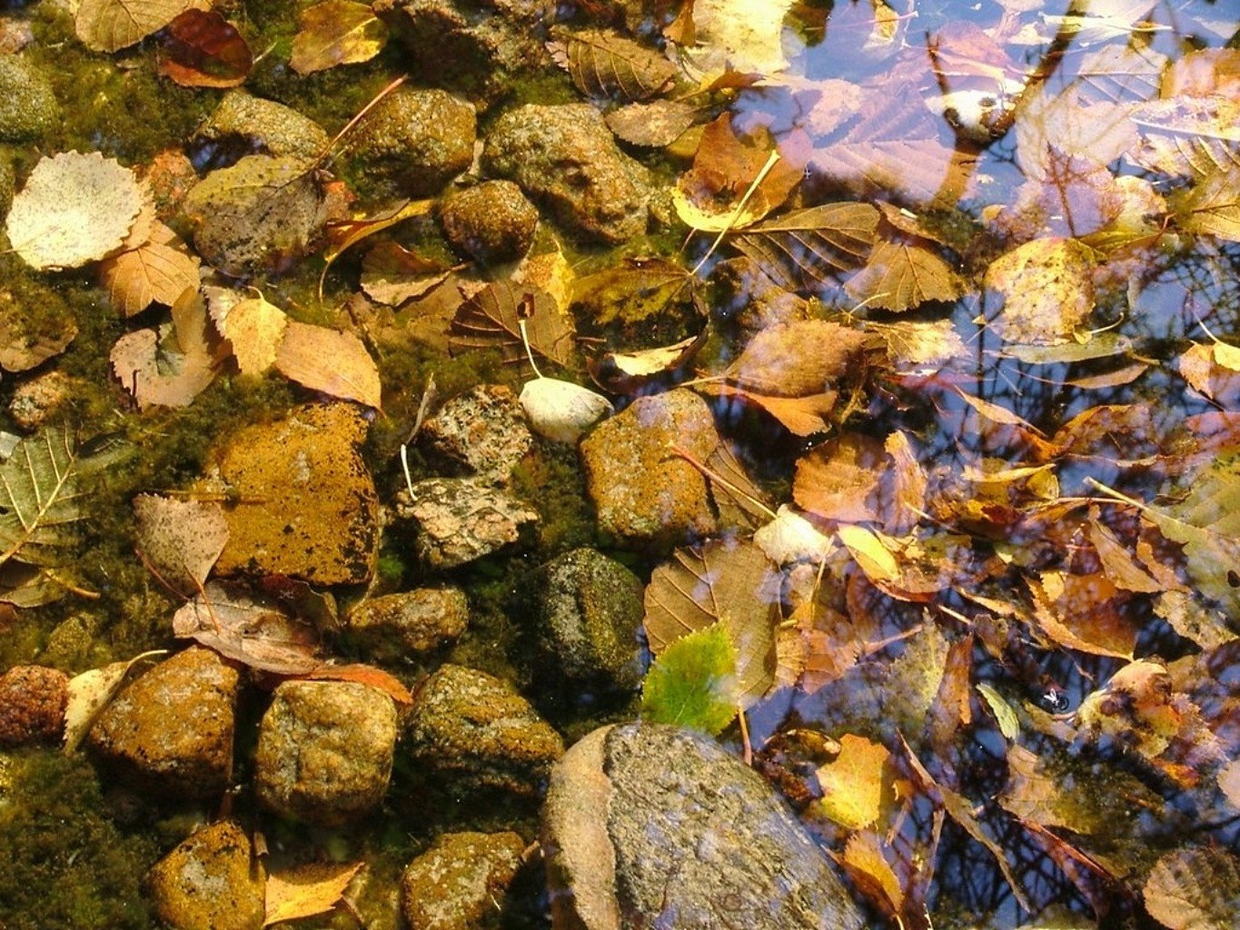 landscapes fall nature leaf water desktop outdoors tree texture season rock color wood stone environment flora park river pattern maple