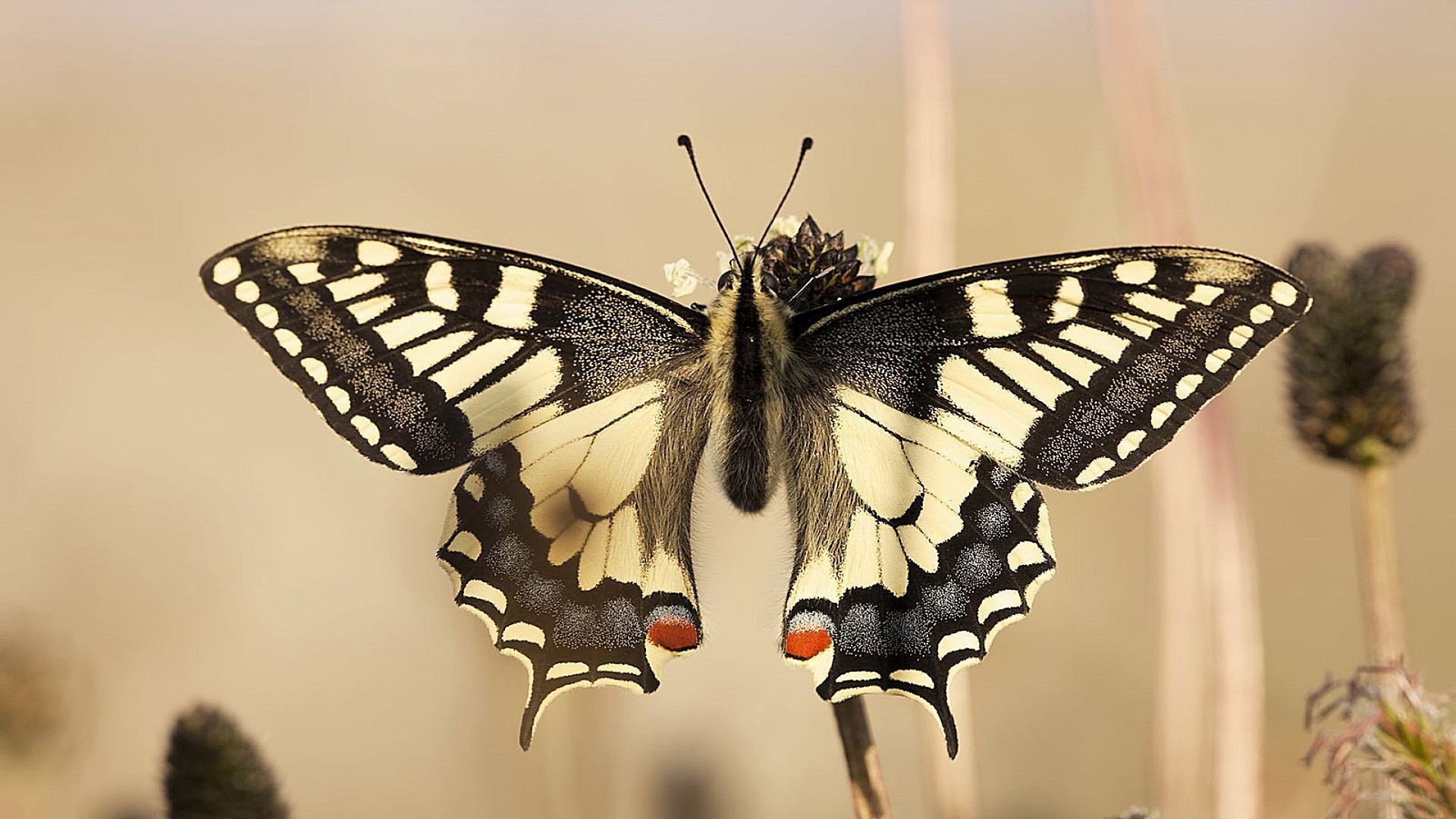 animaux papillon insecte la nature aile la faune animal lépidoptère été papillon de nuit voler à l extérieur vol invertébrés belle tendre monarque antenne