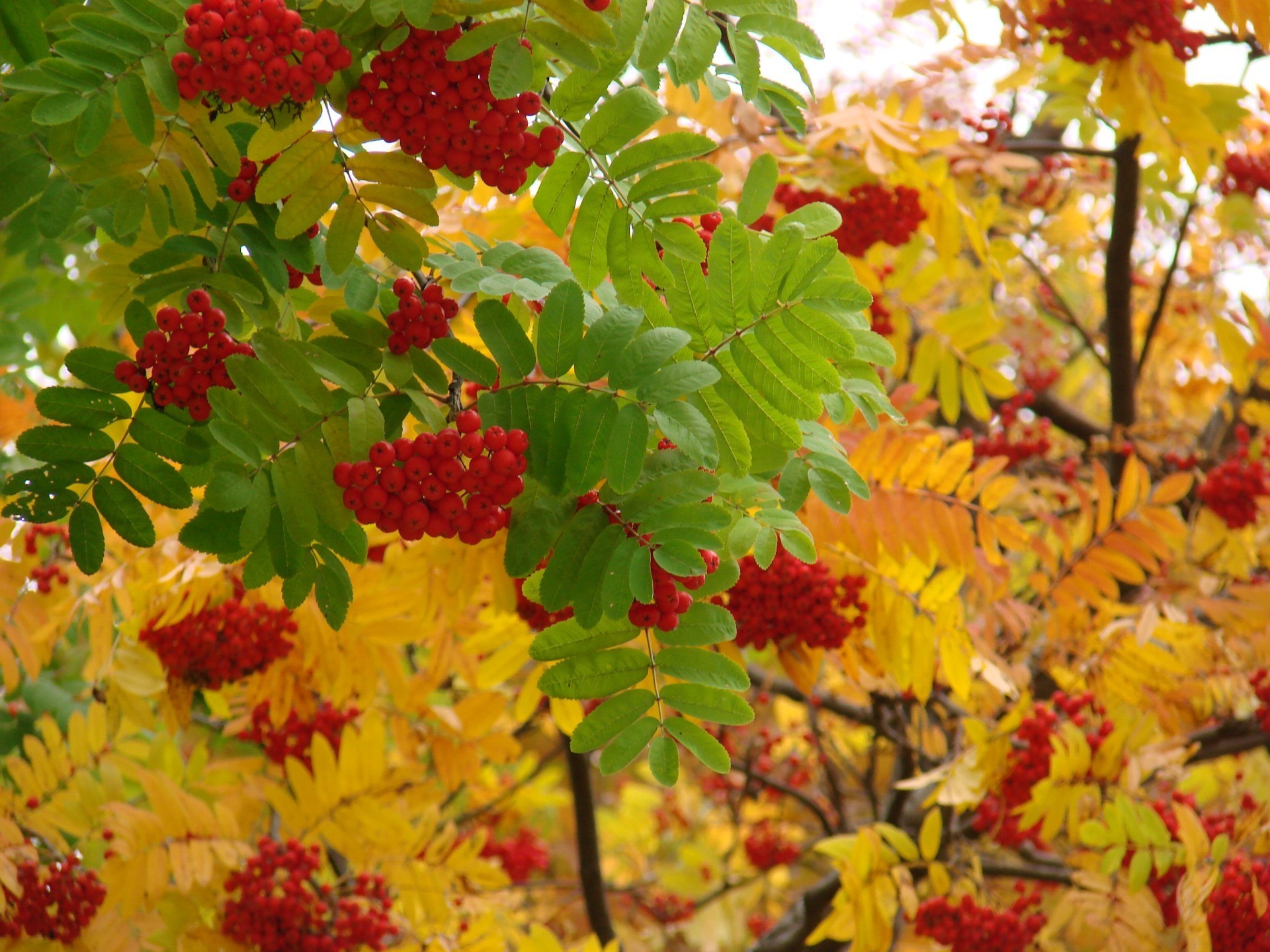 bacche foglia natura autunno stagione ramo albero flora colore luminoso giardino sorbo primo piano parco bello luminoso estate arbusto all aperto