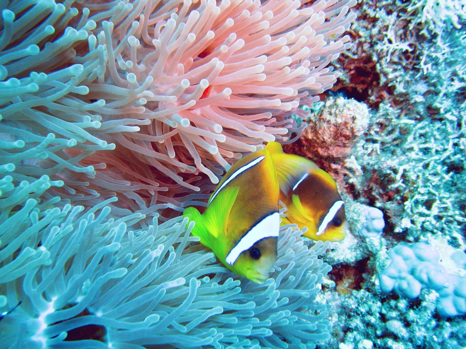 océanos y ríos submarino coral peces arrecife océano mar anémona invertebrados tropical vida silvestre marino agua acuático animal buceo submarino buceo acuario exótico snorkel