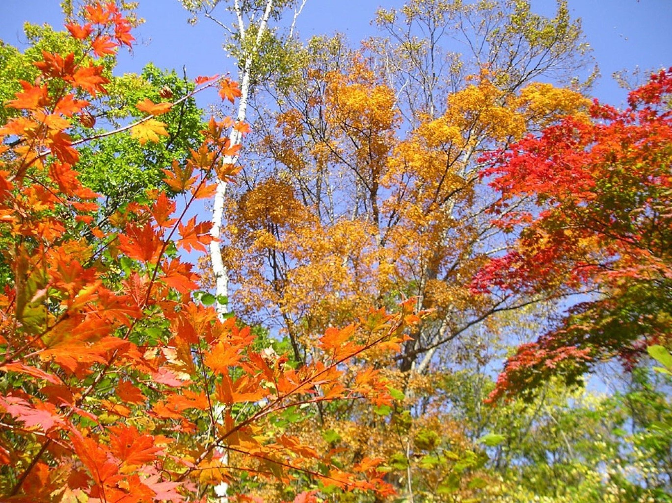 otoño hoja otoño árbol temporada naturaleza parque arce rama brillante paisaje color flora escena buen tiempo al aire libre paisaje soleado rural medio ambiente