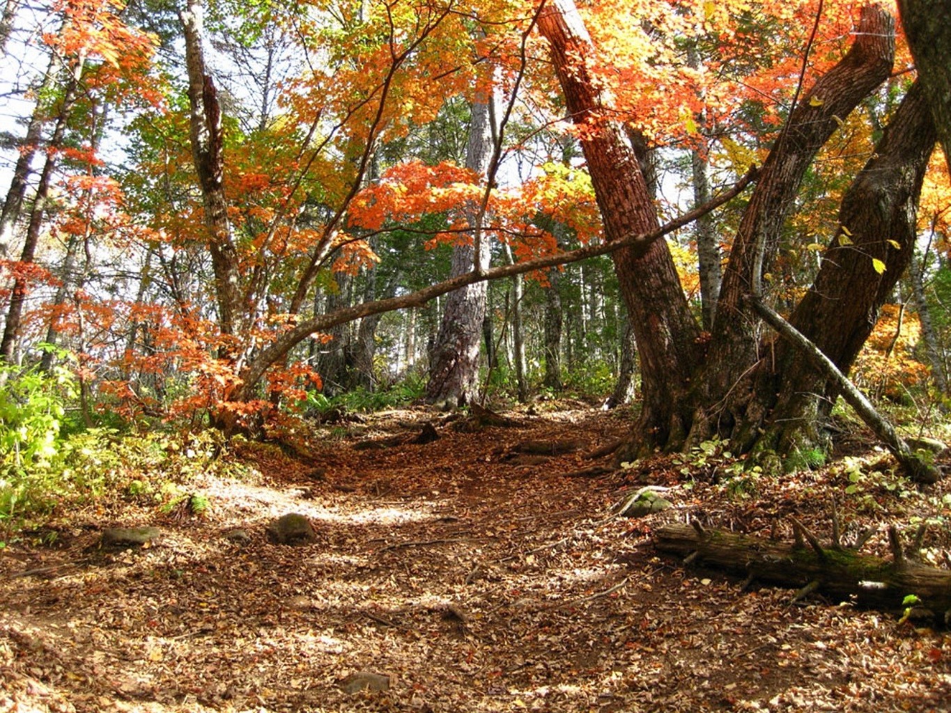 otoño otoño hoja naturaleza madera árbol temporada parque paisaje flora medio ambiente arce rama al aire libre paisaje exuberante escénico buen tiempo escena tronco