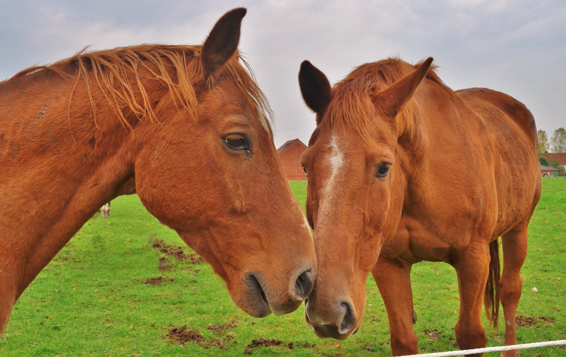 cheval mammifère mare pâturage cheval cavalerie animal ferme foin herbe étalon champ animaux vivants manet agriculture élevage de chevaux équestre pâturage cheval de course