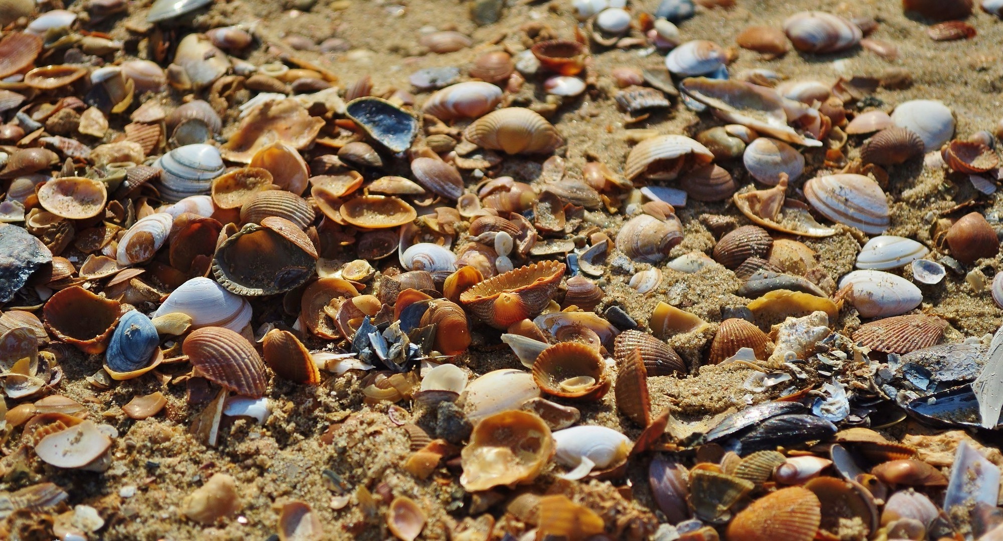 sea and ocean shell shellfish marine seashell nature sea desktop clam fish seashore invertebrate ocean underwater crustacean texture bivalve beach close-up outdoors