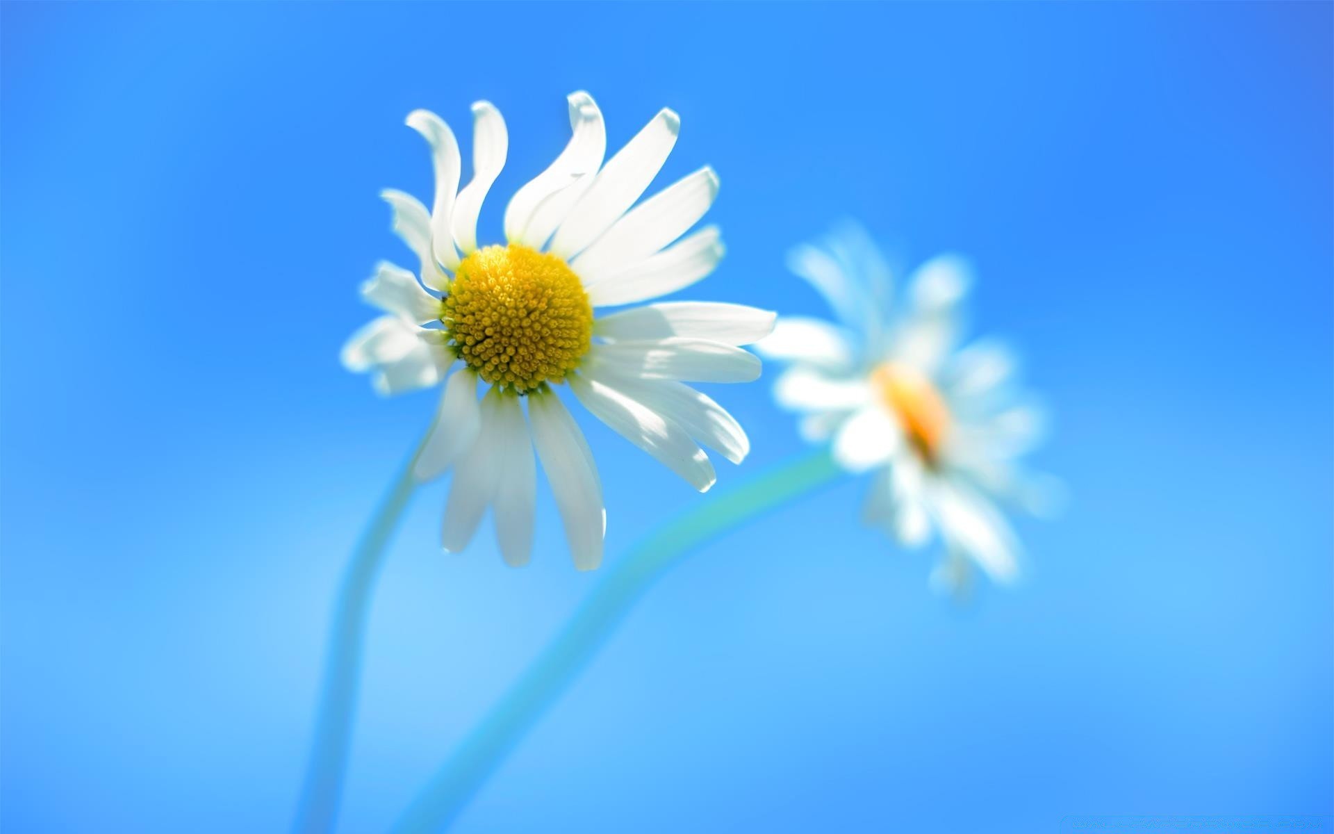 windows nature fleur été flore marguerites couleur lumineux flou gros plan croissance fraîcheur pétale jardin feuille beau temps