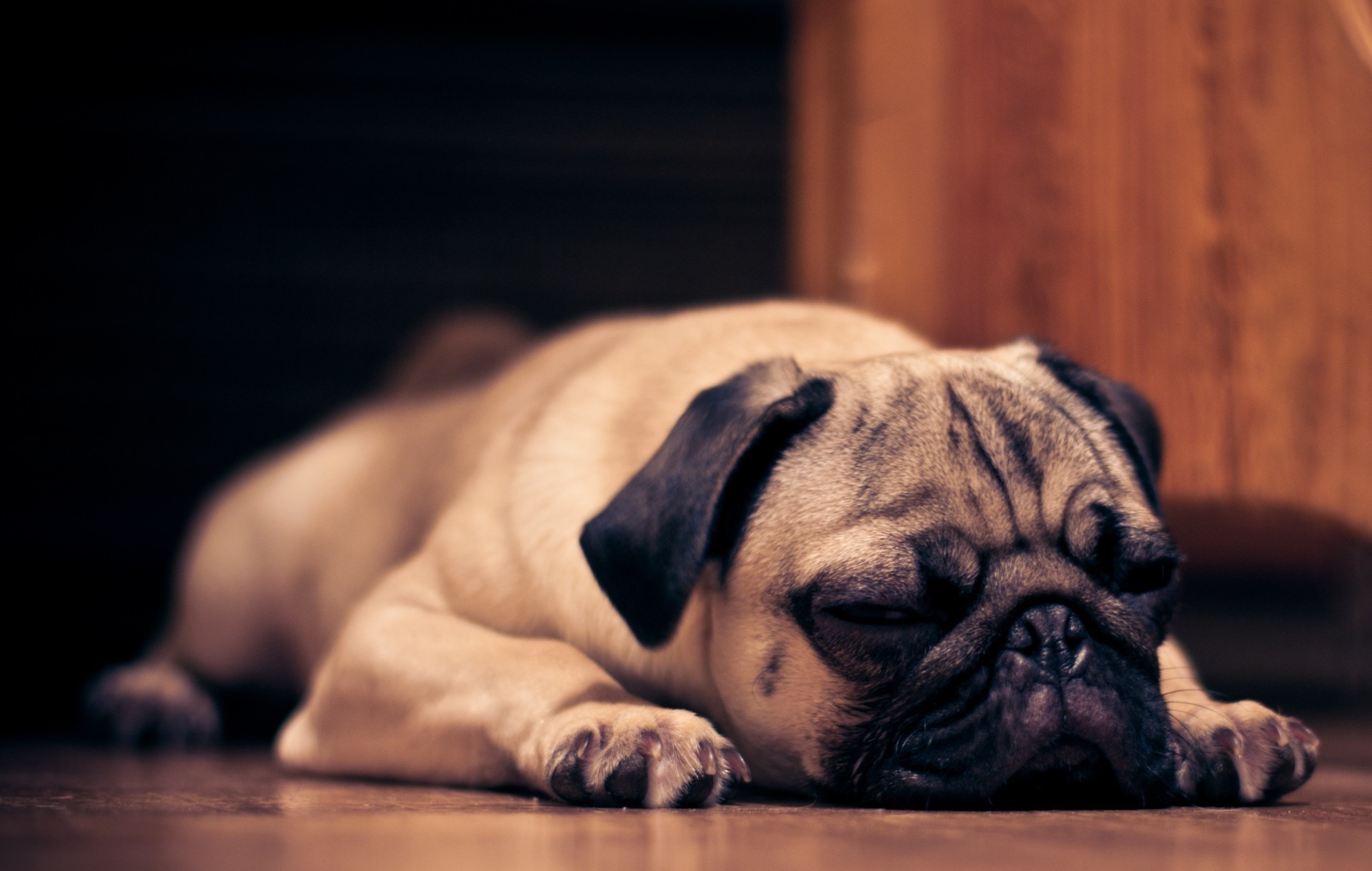 cães cão retrato mamífero animal sozinho animal de estimação sono cinegrafista fofa filhote de cachorro