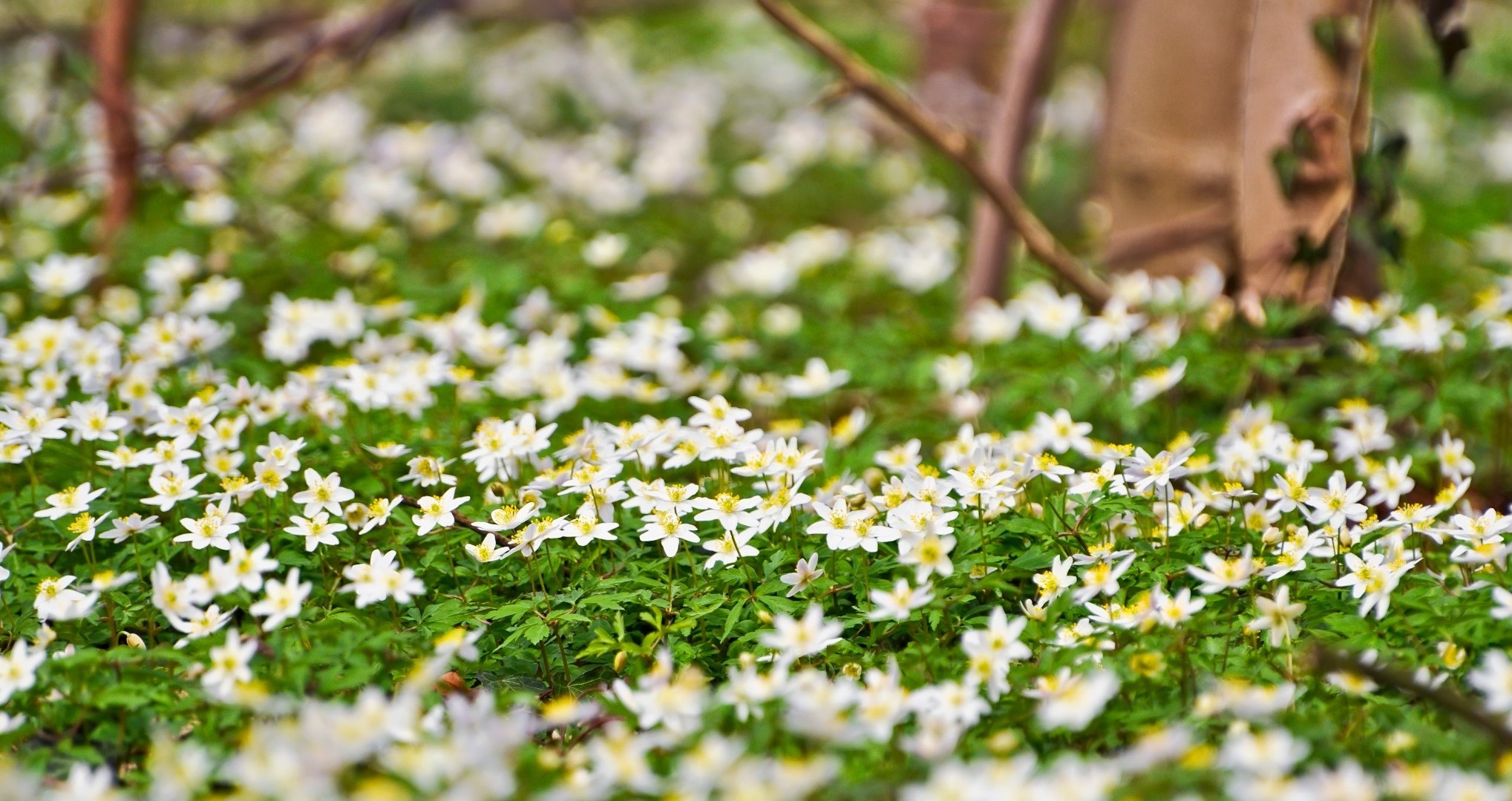 summer flower nature leaf flora garden blooming floral season petal grass field bright fair weather outdoors park hayfield environment wild