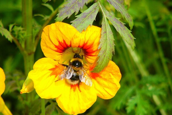 Nature flore jardin fleur