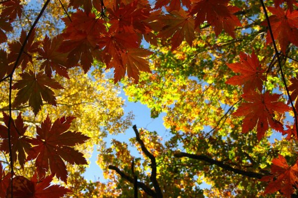 Hoja de arce otoño naturaleza