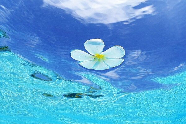 Tropical ocean bluish blue water color and white flower