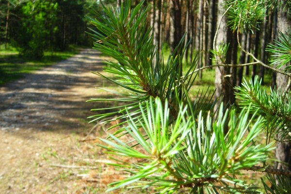 Wanderweg durch den Pinienwald