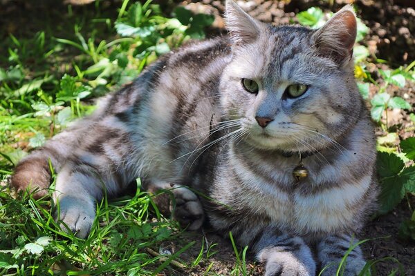 Arrogant cat lying on the ground