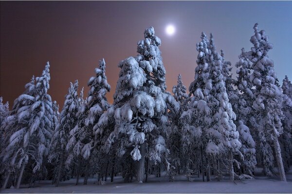 Nieve helada árbol frío