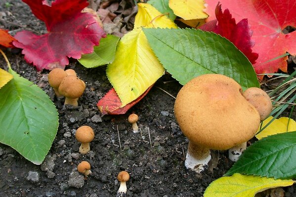 Mushrooms leaf autumn nature