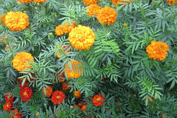 Gelbe flauschige Blumen im Grün