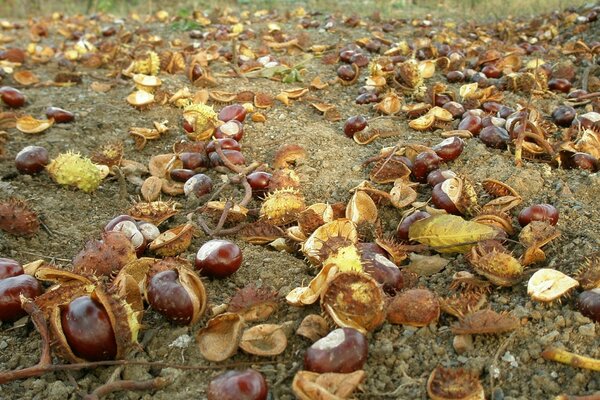 Paisaje naturaleza Escritorio shell