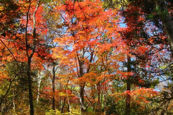 Foresta autunnale con fogliame arancione