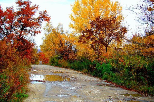 Landscape leaves of autumn trees