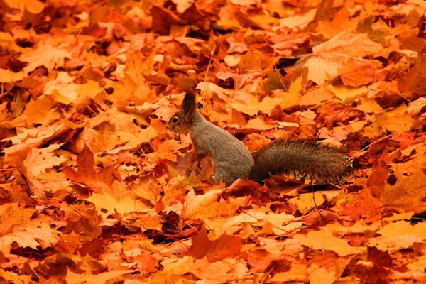 Wiewiórka na liściach. Czerwona jesień. Jasne jesienne liście