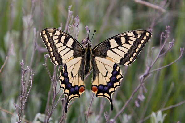 Hermosa mariposa beige primer plano