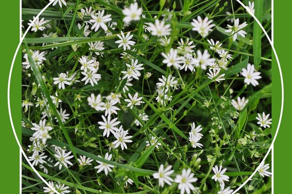 Weiße Wildblumen im Kreis