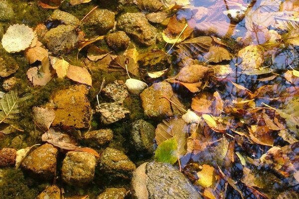 Follaje de otoño en agua de lluvia