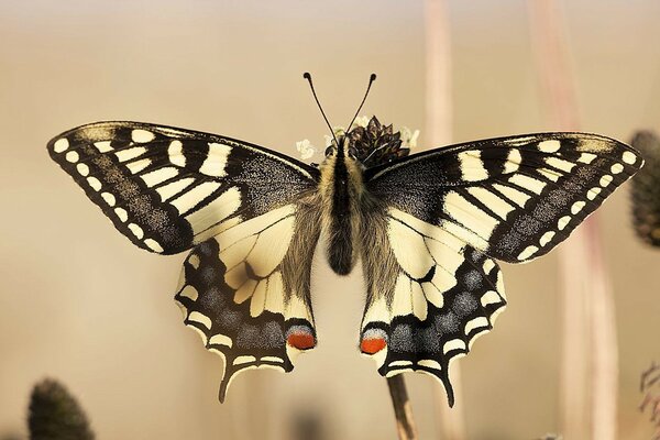 Beautiful beige butterfly close-up