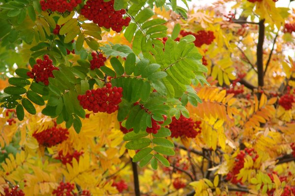 Rowan dans les feuilles jaunes et vertes