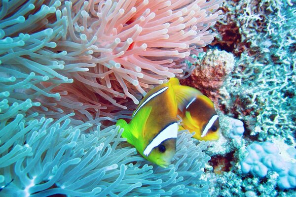 Flora of the ocean. interesting residents