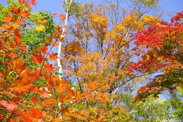 Natura stagione autunnale nella foresta